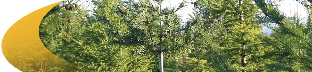 Contact us, Forestry Software